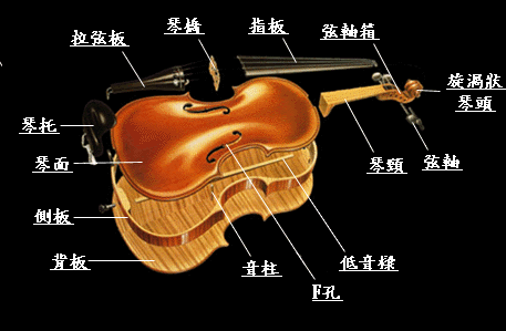 中提琴构造图片